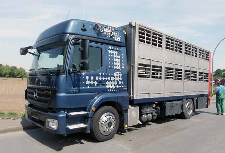Доставка крупного рогатого скота из Новороссийска в Сонково